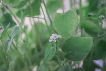 Macro photo of a flower of a buckwheat plant inside a planter in the house