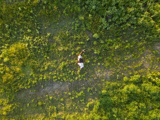 Aerial view. Cow on a green meadow.