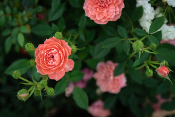 Gentle rose background with blur effect