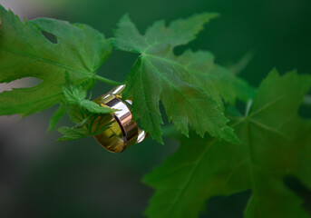 Wedding rings on a branch with green leaves. Close-up.  Wedding accessories