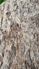 Bark of a tree - 3