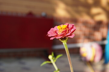 red rose in the garden