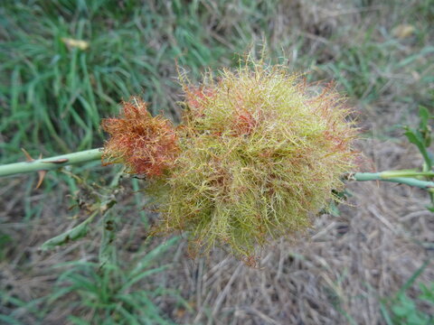 Rosengalle
