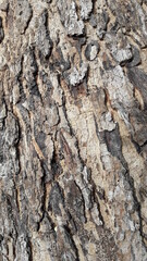 Naklejka premium Bark of a tree - 6