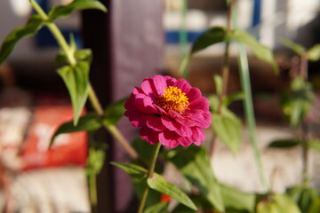 pink and blue flowers