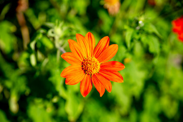 orange flower in the garden