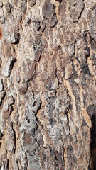 Bark of a tree - 9