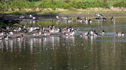 Canada Geese (Branta canadensis) resting in the sunshine at a lake in Sussex