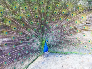 Fotobehang peacock with feathers spread © Spottino69