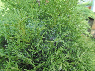 green moss on the ground
