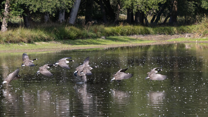 Canada Geese (Branta canadensis) arriving at a lake in Sussex