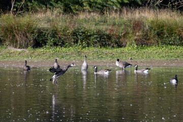 Canada Geese (Branta canadensis) arriving at a lake in Sussex