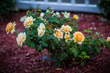 flowers in the garden