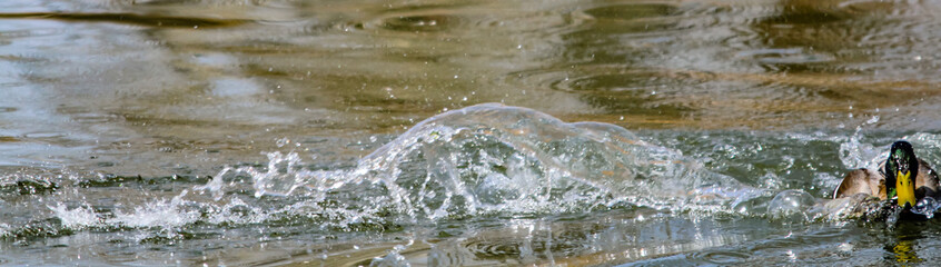 Mallard landing on the water. Inglewood Bird Sanctuarym Calgary, Alberta, Canada