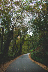 Road in Ambleside, Forest, Woods, trees, Lake District, England, nature