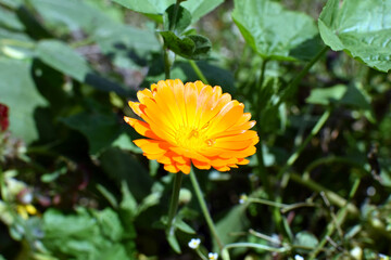 Ringelblume in Blüte