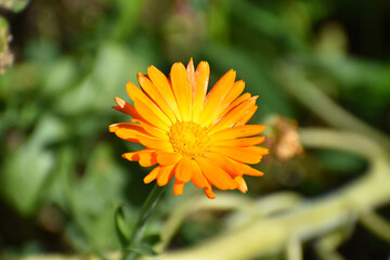 Ringelblume - Calendula officinalis