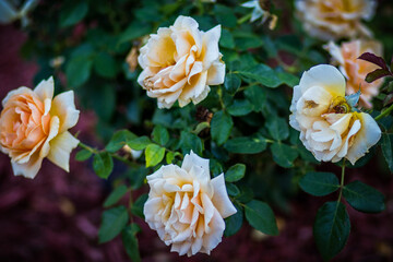Obraz premium yellow and white roses