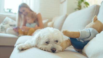 Adorable dog lying on sofa while young mother playing with baby daughter.