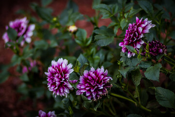 purple flowers in the garden