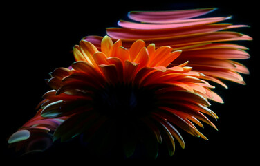 Red gerbera flower and its reflections in a crooked mirror on a black background