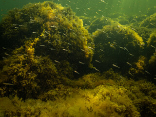 A healthy marine environment with plenty of small fish in The Sound, Sweden. Green ocean water with stones covered by yellow seaweed