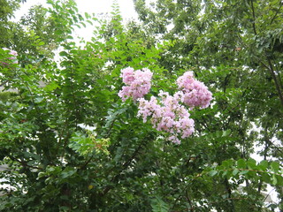 サルスベリの花