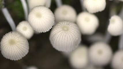 White Mushrooms with The Rainforest