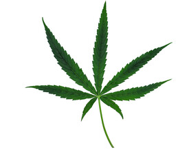 Fresh marijuana leaf
