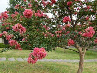サルスベリの花