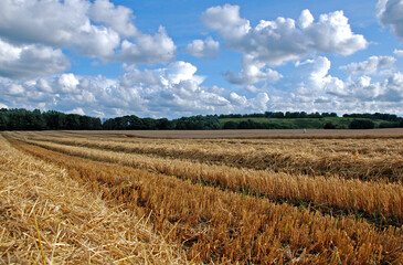 Wheat field