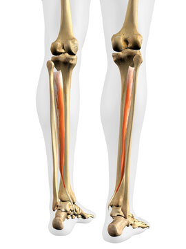 Posterior Tibialis Muscles in Isolation on Human Leg Skeleton, 3D Rendering