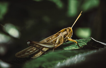 Young grasshopper on green leaf of tree in nature, close up
