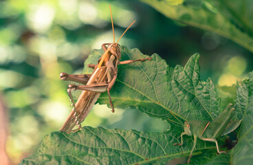 Grasshopper on green leaf of tree in nature