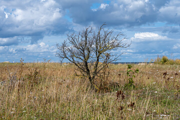 A single tree on a field with a dramatic sky with dark clouds in the background