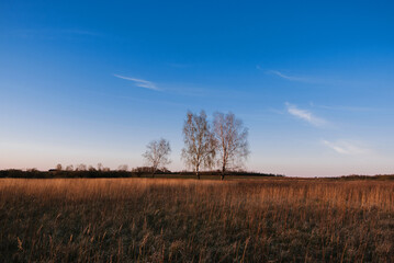Obraz premium three birches in a field with dry grass in autumn