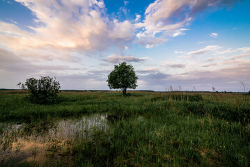 Fototapeta premium lonely tree in a field with a pond with water at dawn in spring or summer