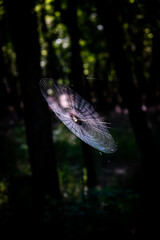 Spider Web