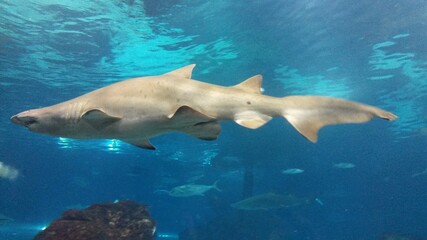 Obraz premium shark in aquarium