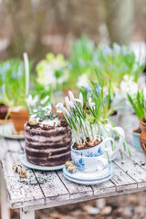 Crocus flowers in china cup on old wooden table, shallow depth of field springtime bloom