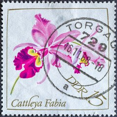 GERMANY, DDR - CIRCA 1968: a postage stamp from Germany, GDR showing the flower of an orchid. Text: Cattleya Fabia