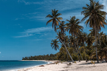 Fototapeta premium An empty heavenly beach with palm trees, white sand and turquoise blue water in marie galante, Guadeloupe