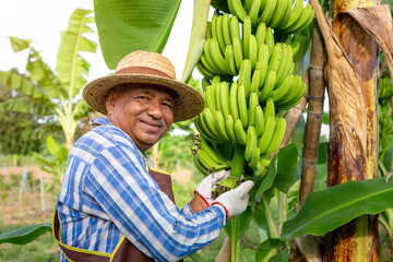 Happy smiling Asian senior agricultural holding raw banana on tree in the garden. Banana farming in Thailand - obrazy, fototapety, plakaty
