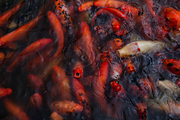 A bunch of koi carps open their mouth to receive food