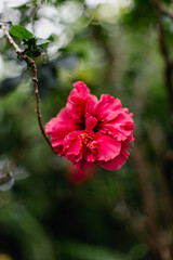 Beautiful bright pink tropical hibiscus flower in Guadeloupe