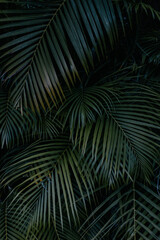 palm tree leaves