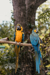 pair of blue and yellow macaw on a branch