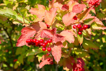 Red viburnum Bush in bright sunlight