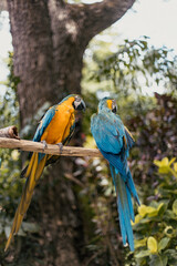pair of blue and yellow macaw on a branch
