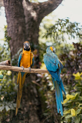 pair of blue and yellow macaw on a branch